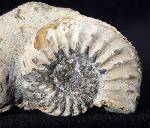 Pleuroceras solare (PHILLIPS 1829) - Bild © FossNet FossilienStore